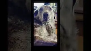Jake the Silver Lab CapCut