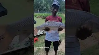 Amazing big monster Rohu fish #viralvideo #freshwaterfish #shorts #short #fish
