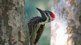 common flameback feeding behavior