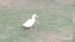 Duck voice.#viralvideos #youtubeshorts #ducklove #duckviralvideo #petbirds #duckcomedy #petlover