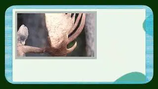Can You Guess the Animal? &mdash; AS-004 | LALA TIME