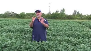 Soybean School: White Mould