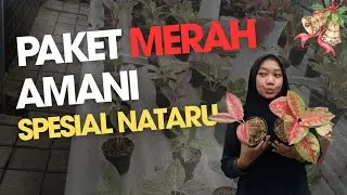 AKHIRNYA KEMBALI REBUTAN AGLAONEMA DI AMANI !! DIKASIH PROMO NATARU SPESIAL BANGET 