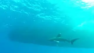 Oceanic Whitetip Shark - Carcharhinus Longimanus - Elphinstone Reef