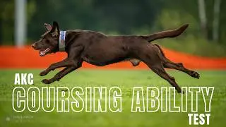 AKC Coursing Ability Test - CABT