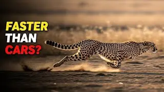 This Animal Can Outrun a Car | Top 10 Fastest Runners on Earth