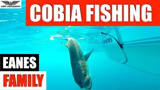 Cobia Fishing - St George Island - Florida-Gulf of Mexico