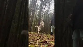 Хаски Эйвор &hearts;️ #хаски #собака #животные #husky #pet #love #dog #собака