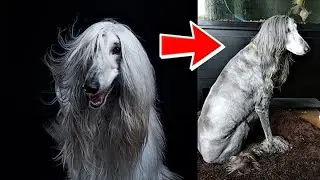 Don't Get Afghan Hound Until You Watch This! | Why Afghan Hound Is a Disgusting Pet?