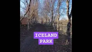 Birds singing early spring morning while taking a stupid walk for my stupid mental health #nature