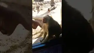 monkey excited of man work🐒🐒