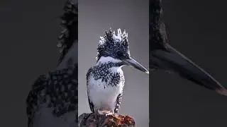 Attracted by the beauty of this Crested Kingfisher.