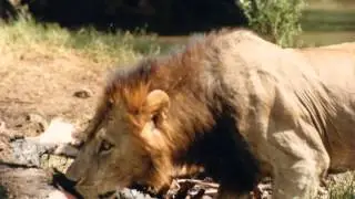 Matti Rag Paananen - Simba (Lion)
