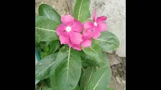 #meri sari yade#vinca##periwinkle#barmasi#local flower of Nepal#@Natureandcraft #🤗🤗🤗 #love