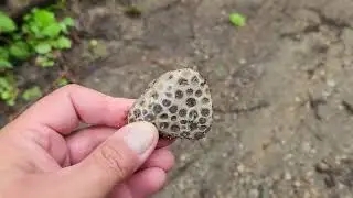 Petoskey Stone Find