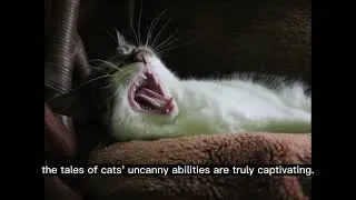 The Feline Sixth Sense: Do Cats Have ESP?