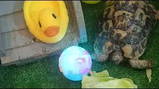 A single turtle🐢