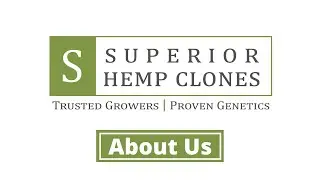Superior Hemp Clones: About Us
