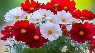 good morning সবাই কে। সবাই চলে আস হাসি খুশি লাইভে।
