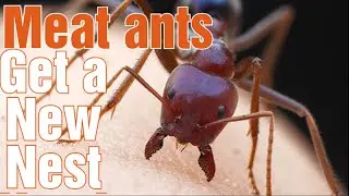 The Meat Ants Get a New Nest | iridomyrmex purpureus