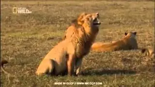 FOOTBALL FAIL (VINE) #1