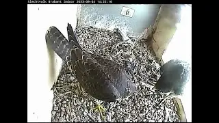 2023 09 04 Slechtvalk Brabant Provinciehuis 14h22m LBO lijkt wel te baltsen met zijn moeder CTX