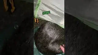 Don't SLAP a WOMBAT bum!