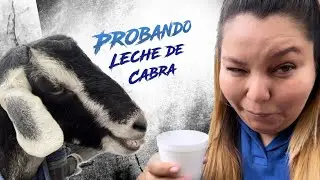 Probando LECHE de CABRA 🐐 Mercado Central. 🇸🇻