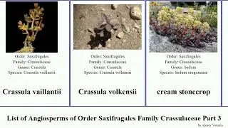 List of Angiosperms of Order Saxifragales Family Crassulaceae Part 3 echeveria dudleya cream devil