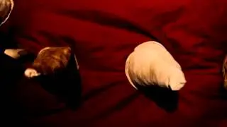 Tukurumam de Mamorem&ecirc;- O Manto em Movimento