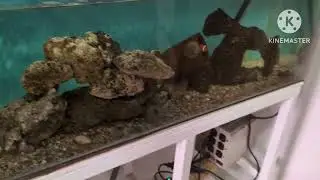Cambio de agua tras 4 MESES sin tocar el Acuario: Usando AGUA DE MAR NATURAL