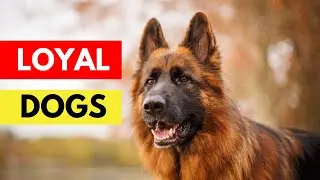 Top 5 Extreme Loyal Dog Breeds #dogs #dogbreeds #doglovers #guarddogs #pets #dogbreed #pet