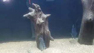 Discus - Bare bottom or sand substrate?