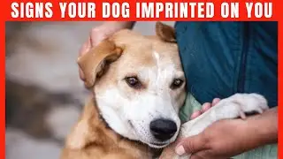 Signs Your Dog Sees You As Their Mother