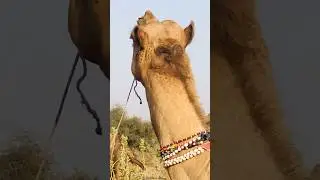Camel's hooves #shorts