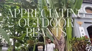 Plants that caught my eye in Indonesia & Vietnam