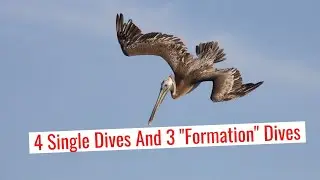 Brown Pelicans Diving-Acrobatic Single Dives and &ldquo;Formation Diving&rdquo;