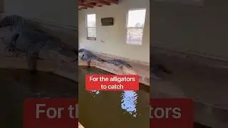 Alligator House Turning Into Bird Sanctuary 😳🐦‍⬛🐊#shorts #alligator