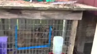 My Silver sebrights