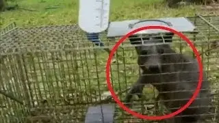 Baby Chupacabra Caught Alive In Ratcliff, Texas