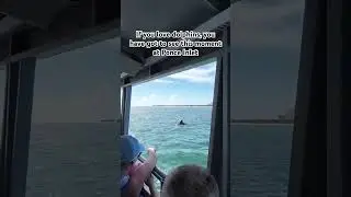 Dolphin Tour Daytona Beach Adventure #travel #boating #tour #dolphin #dolphincruise #florida