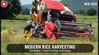 FAST Rice Harvesting See Cambodia's New Combine Harvester | Farming Technology Explained