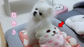 お腹を冷やさないよう腹巻きをするポメラニアンが可愛いかった