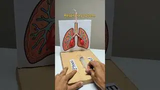 Respiratory System Working model System in Human #respiratory #workingmodel #diy #shorts