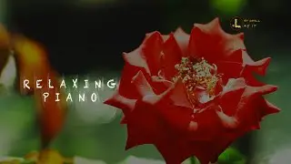 Let Chill - Play it I RELAXING PIANO MUSIC #natural #D2KaOfficial #TechbeatRecords #TvTeam #flowers