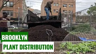 Brooklyn Plant Distribution | Black Gold Delivery | Meeting Mr. Bushwick!