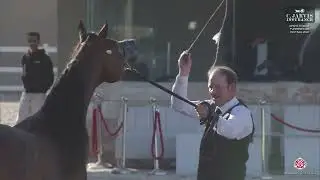 N.172 QAIS ALFAYYAD - KPAHS Kuwait Purebred AH Festival 2026 - Senior Stallions A (Class 6A)