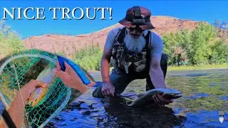 MONSTER Trout Caught - Cleaning to Eating