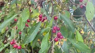 Olivas De Oto&ntilde;o/ Autumn Olives/ Silverberry/ Elaeagnus Umbellata #frutasilvestres #foraging