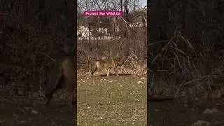 Close Encounter with two coyotes. Protect the WildLife #youtubeshorts #shorts #coyote